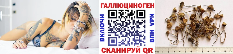 Купить где  Данков  Псилоцибиновые грибы Psilocybine cubensis 